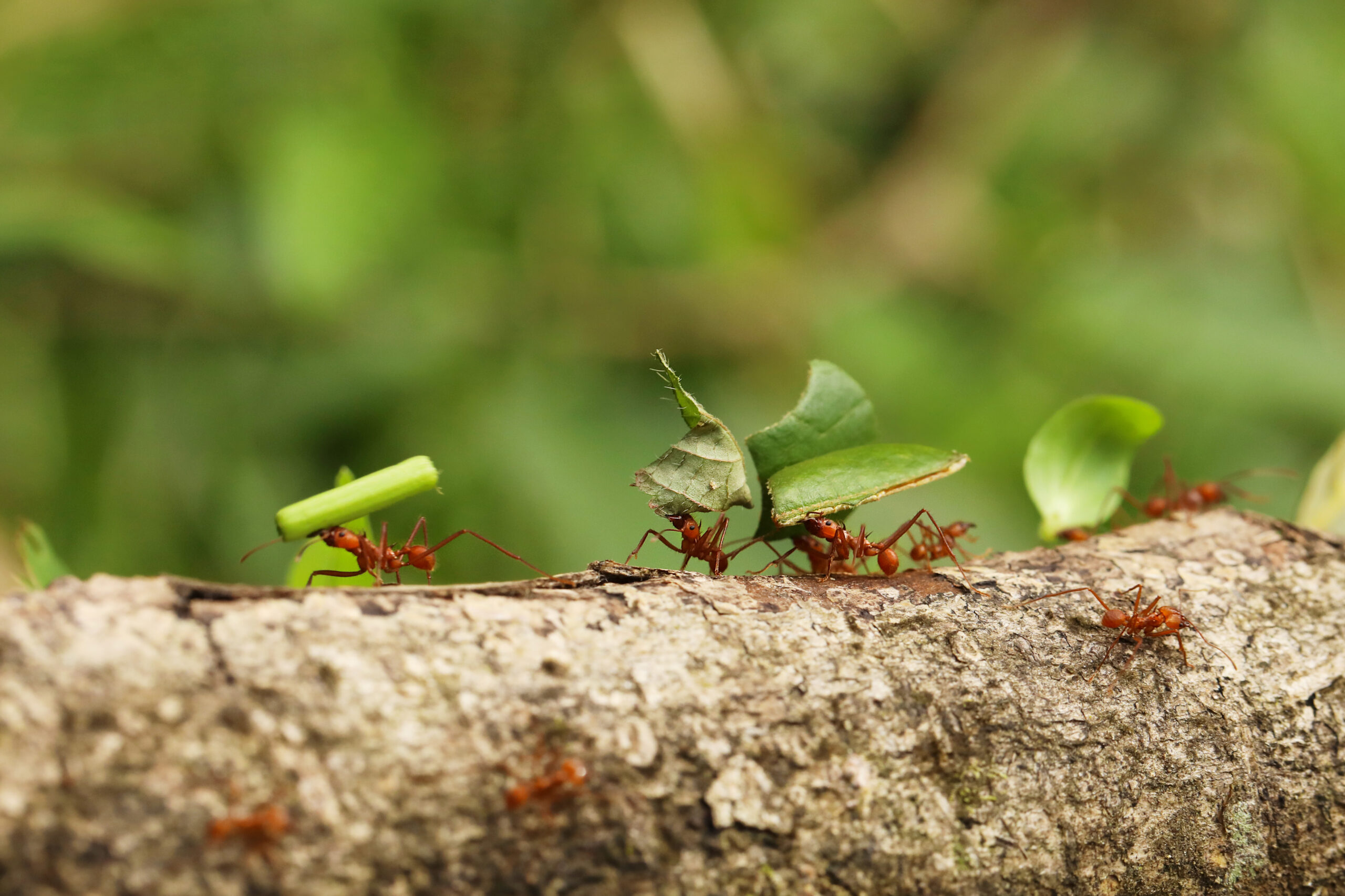 Leafcutter ant Atta cephalotes on branch, carrying green leaf. It cuts lLa Fortuna Alajuela – Arenal, Costa Rica wildlife